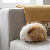 Soft Guinea Pig Toy Handmade in 100% Baby Alpaca Soft Guinea Pig Toy Handmade in 100% Baby Alpaca