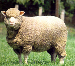 A lovely Merino Sheep, courtesy of http://animaladay.blogspot.ie/2012_03_01_archive.html 