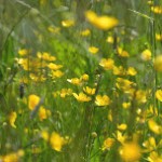 Midsummer flowers in white and green - time to celebrate the summer with your children!