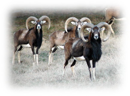 Mouflon-sheep-2