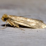 image of Tineola bisselliella clothes moth