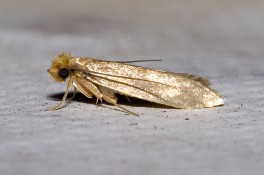 image of Tineola bisselliella clothes moth