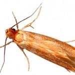 Image of the clothes moth