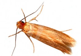 Image of the clothes moth