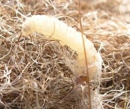 Clothes moth larvae